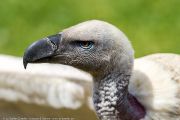 342IMG_8503
