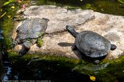 344IMG_1771