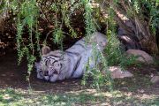 351IMG_8634