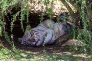 351IMG_8637