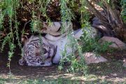 351IMG_8648