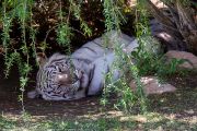 351IMG_8655