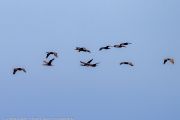 463IMG_8977