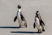 504IMG_9467