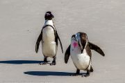 504IMG_9472