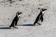 504IMG_9474