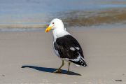 504IMG_9530