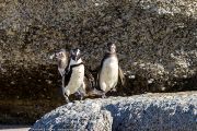504IMG_9560