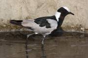 04-15IMG_4239