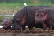 06-03IMG_7366