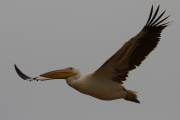 06-05IMG_7433