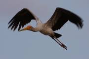 06-06IMG_7010