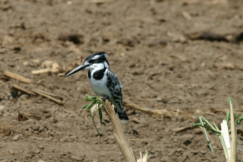 CRW_4011_RJ