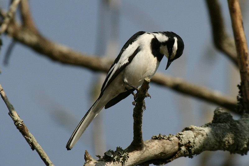 CRW_5015_RJ