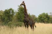 CRW_2720_RJ