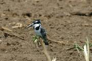 CRW_4011_RJ