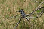 CRW_4174_RJ