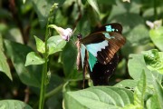 240IMG_0066
