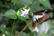240IMG_0115