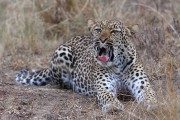 300IMG_1061