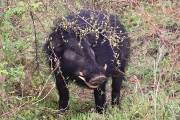 306IMG_9478
