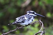 335IMG_0625