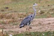 345IMG_9368