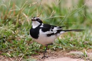 620IMG_5353