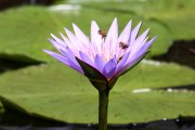 800IMG_0602