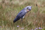 805IMG_7455