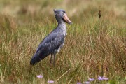 805IMG_7456