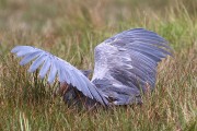 805IMG_7533