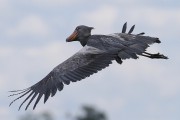 805IMG_7569