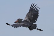 805IMG_7573