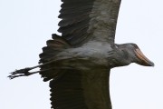 805IMG_7590