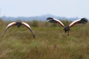 810IMG_7724