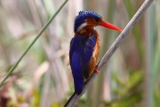 815IMG_7863