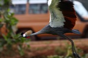 860IMG_5580