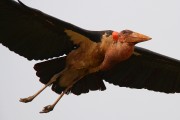 866IMG_9654