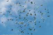 300IMG_4733