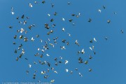 300IMG_4740